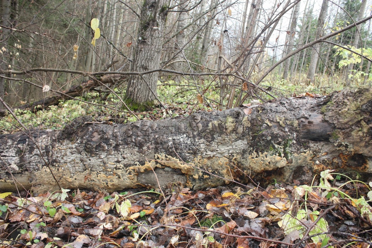 Оксипорус корковый (Oxyporus corticola)