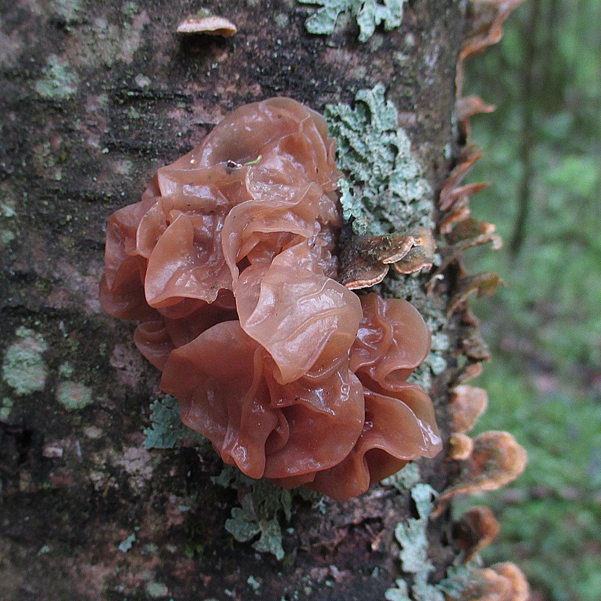 Дрожалка лиственная (Phaeotremella frondosa)