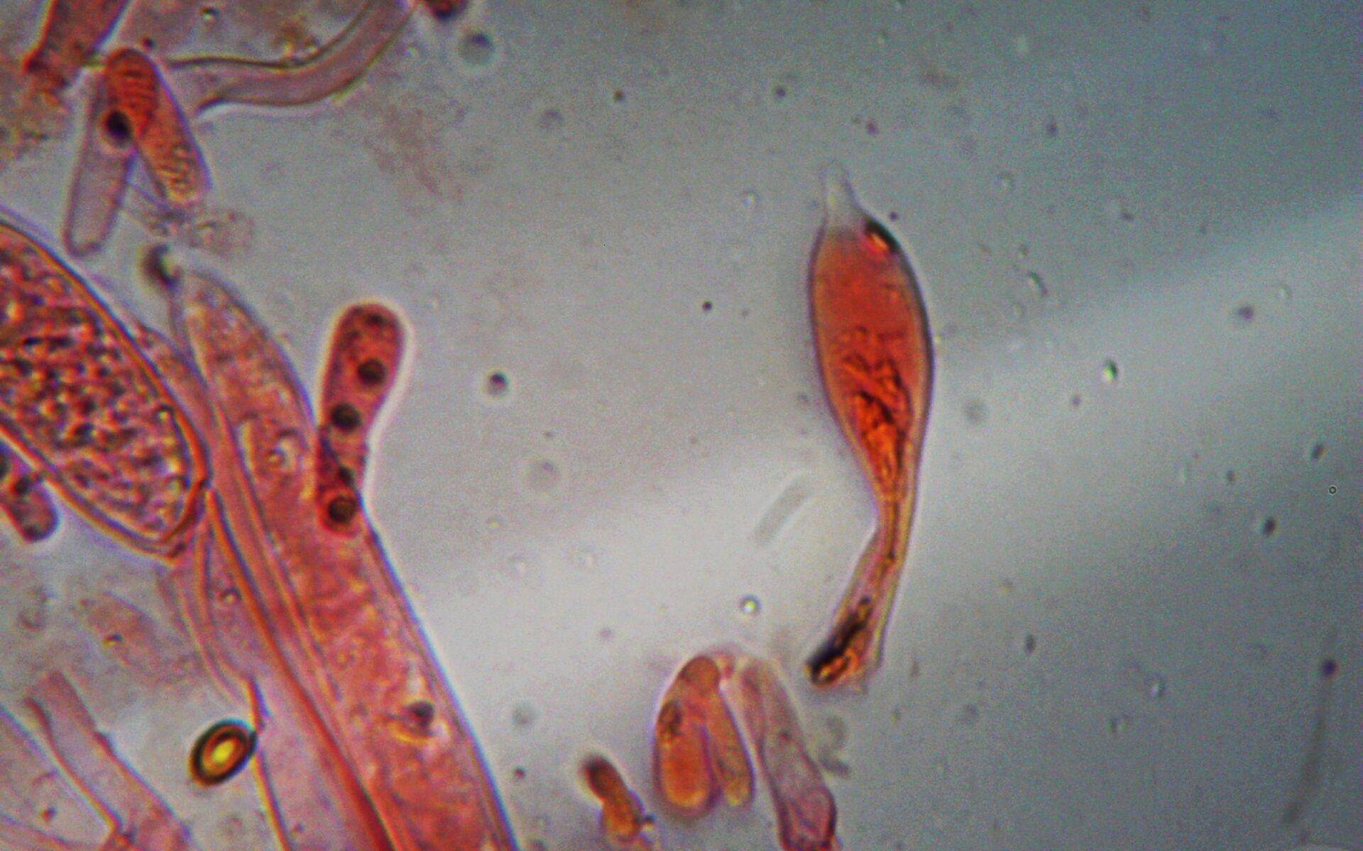 Чешуйчатка сальная - Pholiota adiposa - плевроцистиды