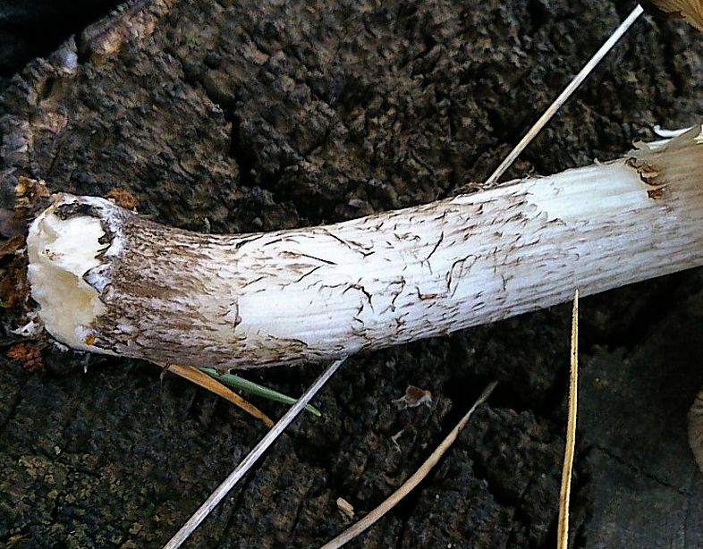 Плютей Тёмнокрайний (Pluteus atromarginatus)