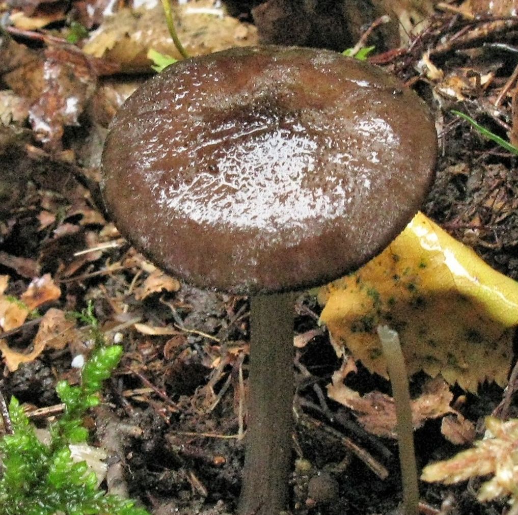 Плютей Тёмнокрайний (Pluteus atromarginatus)