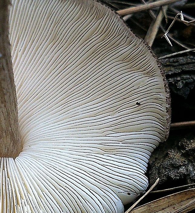 Плютей Тёмнокрайний (Pluteus atromarginatus)