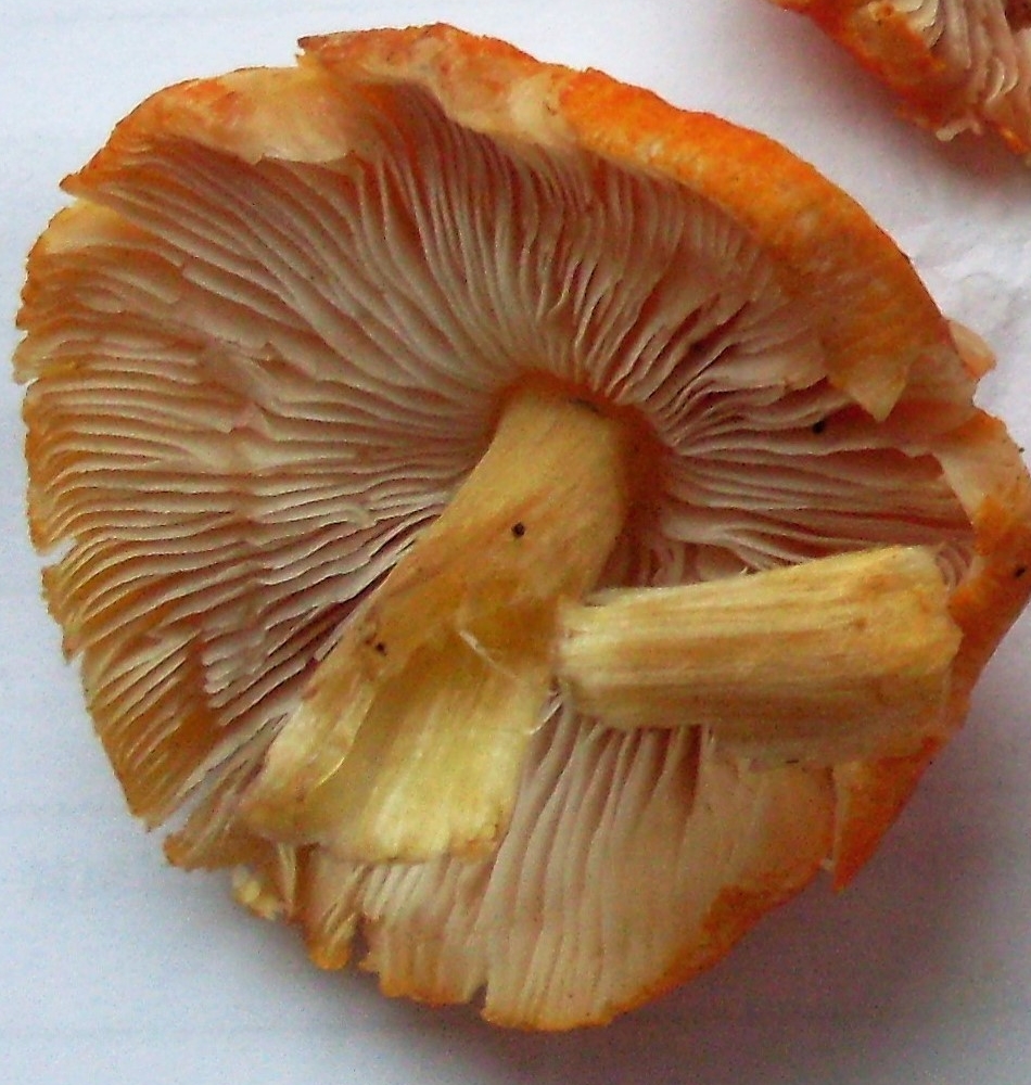 Плютей оранжевоморщинистый - Pluteus aurantiorugosus