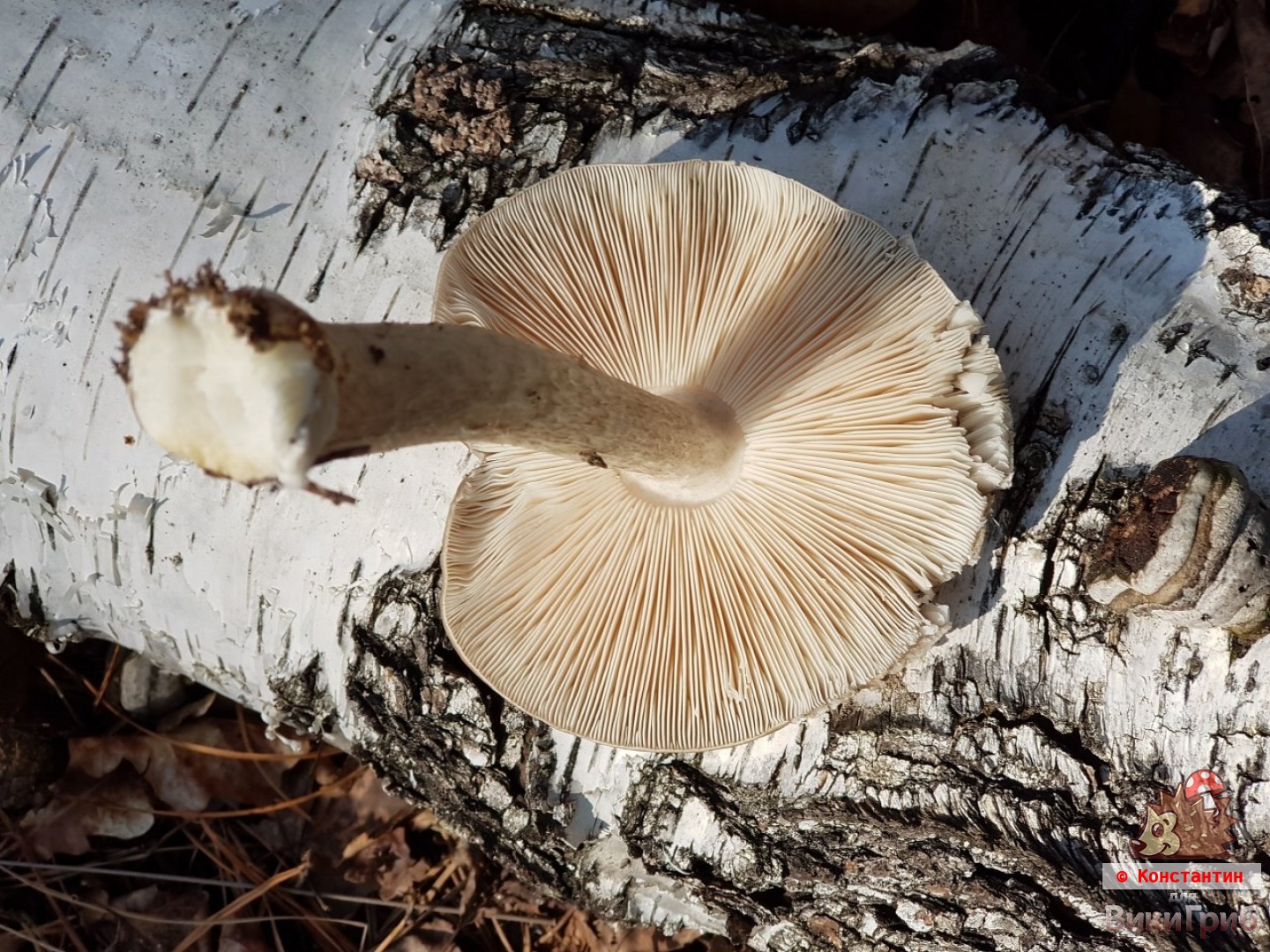Pluteus cervinus - Олений гриб