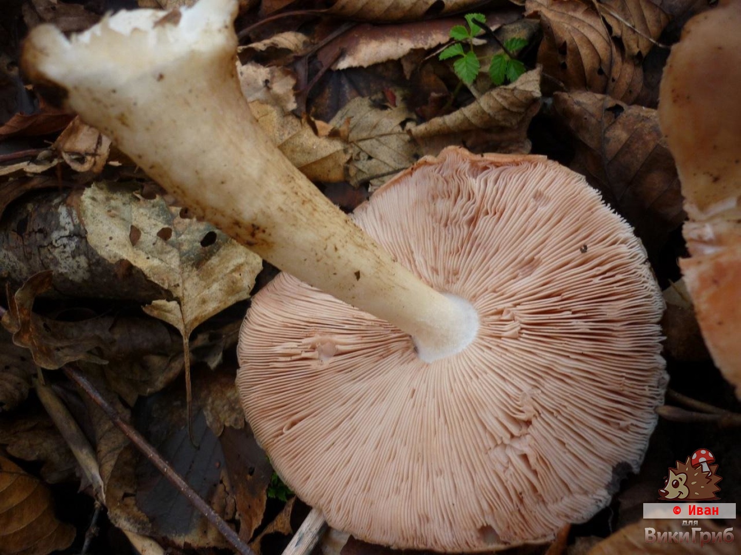 Pluteus cervinus - Олений гриб