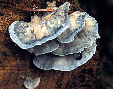 Олигопорус синевато-серый (Postia caesia)