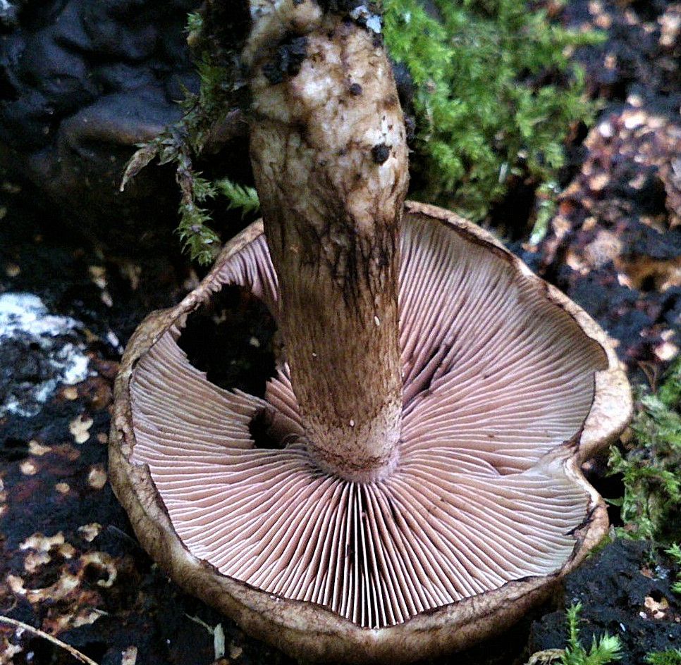 Псатирелла пятнистая (Psathyrella maculata)