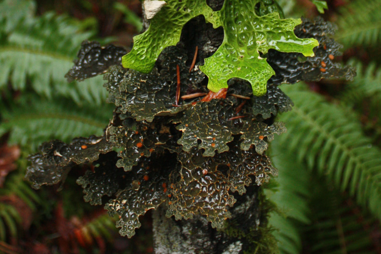 Pseudocyphellaria sp