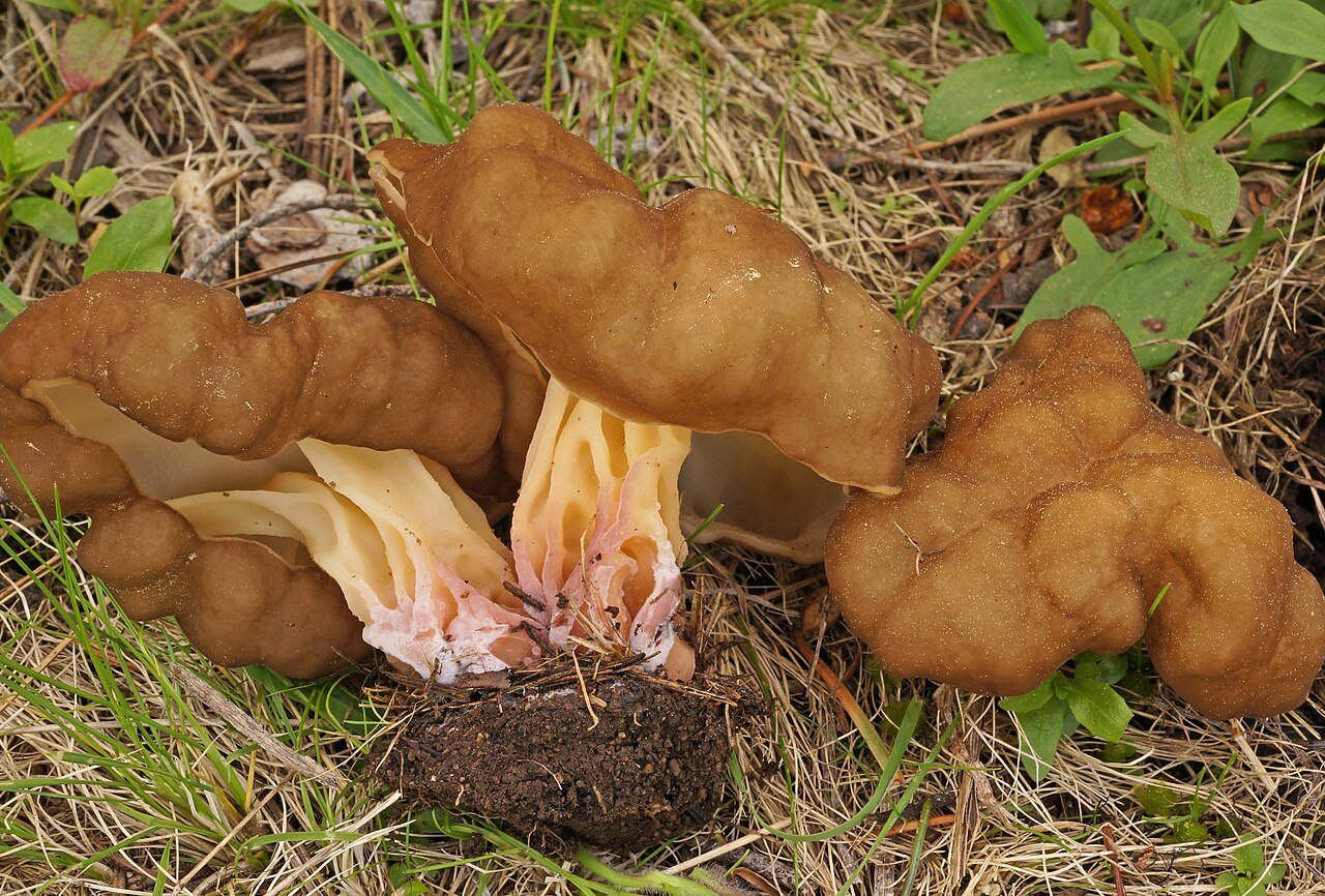 Pseudorhizina californica