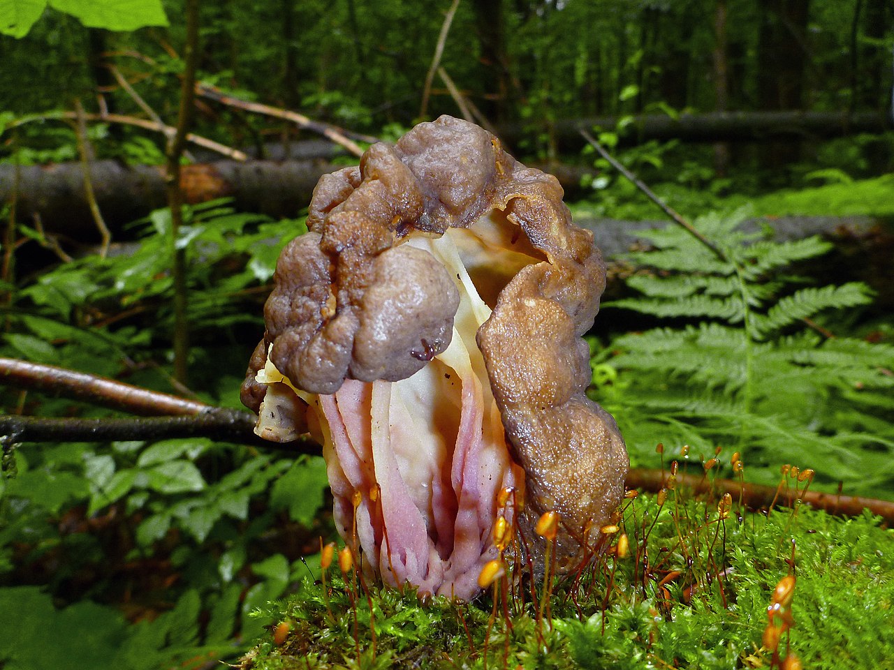 Pseudorhizina sphaerospora