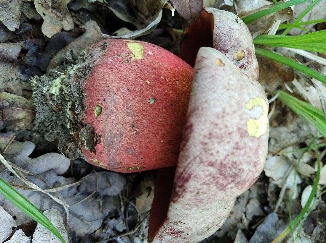 Боровик ле Галь (Rubroboletus legaliae)