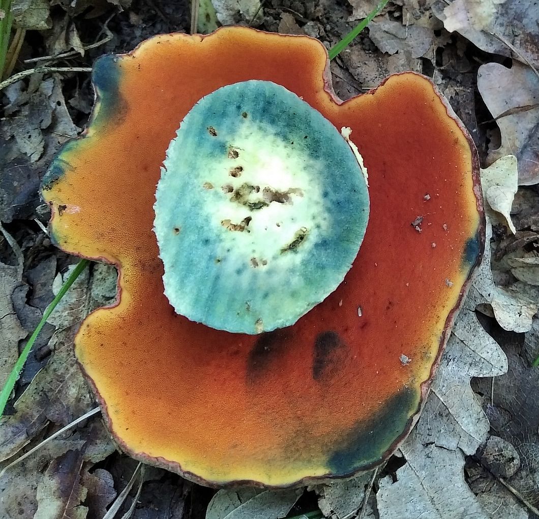 Боровик ле Галь (Rubroboletus legaliae)