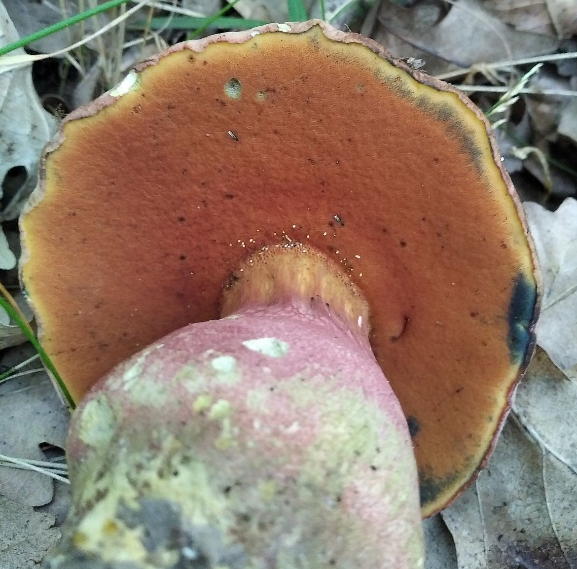 Боровик ле Галь (Rubroboletus legaliae)