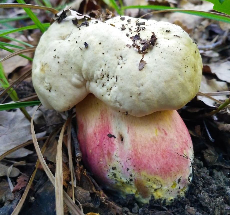 Сатанинский гриб (Rubroboletus satanas)