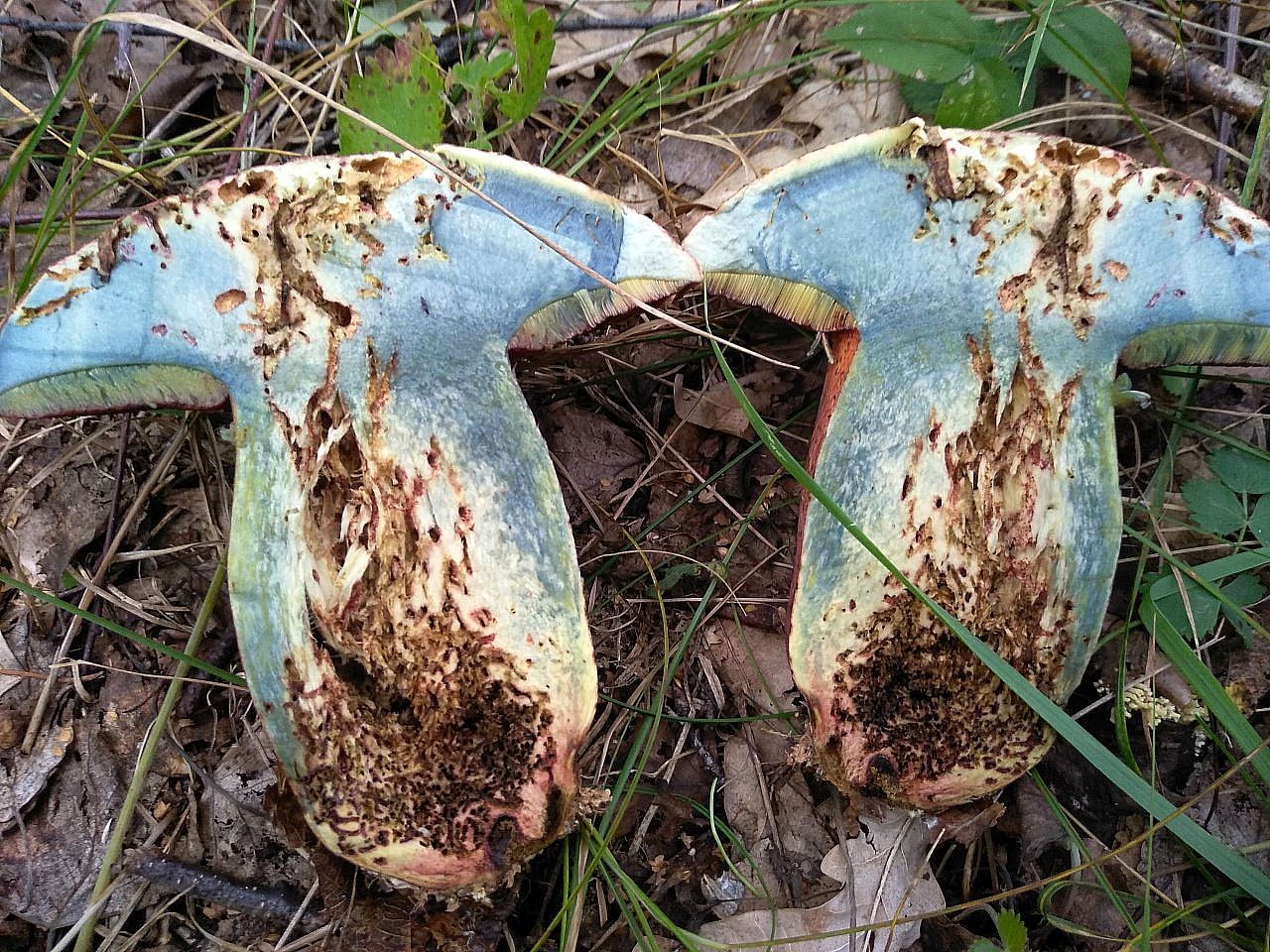 Сатанинский гриб (Rubroboletus satanas)