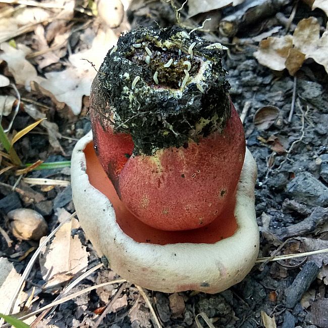 Сатанинский гриб (Rubroboletus satanas)