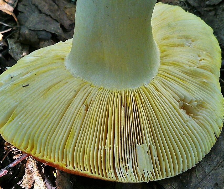 Сыроежка золотистая (Russula aurea)