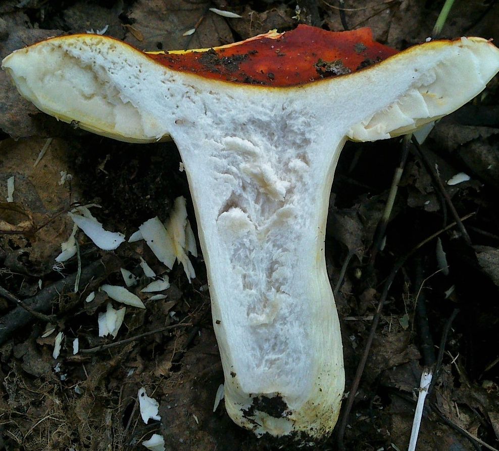 Сыроежка золотистая (Russula aurea)