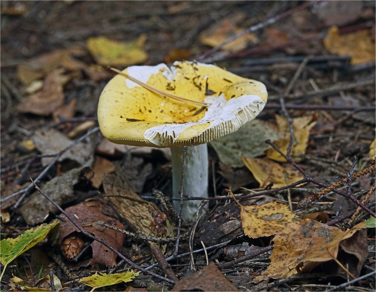 Сыроежка желтая (Russula claroflava)