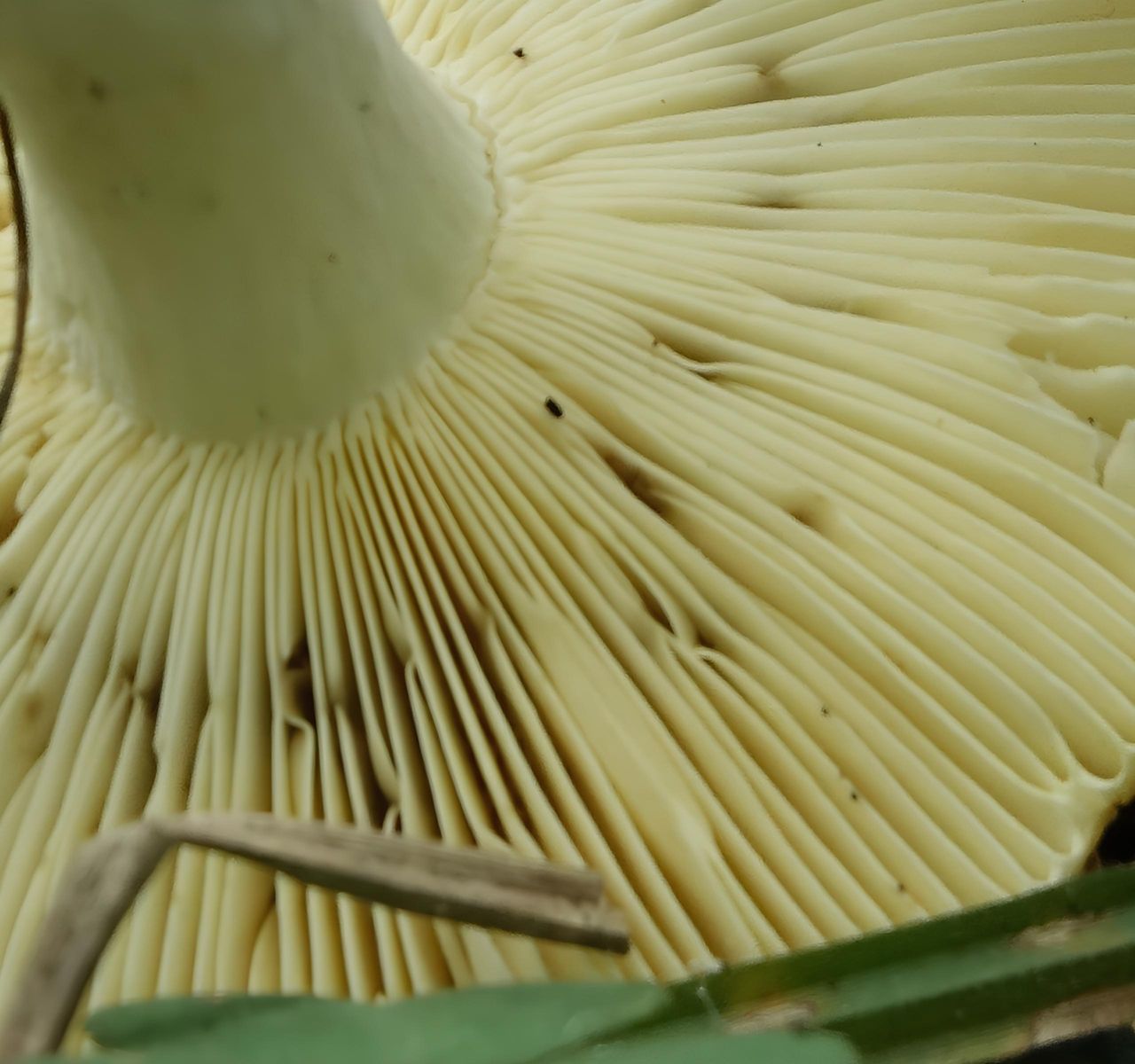 Сыроежка желтая (Russula claroflava)