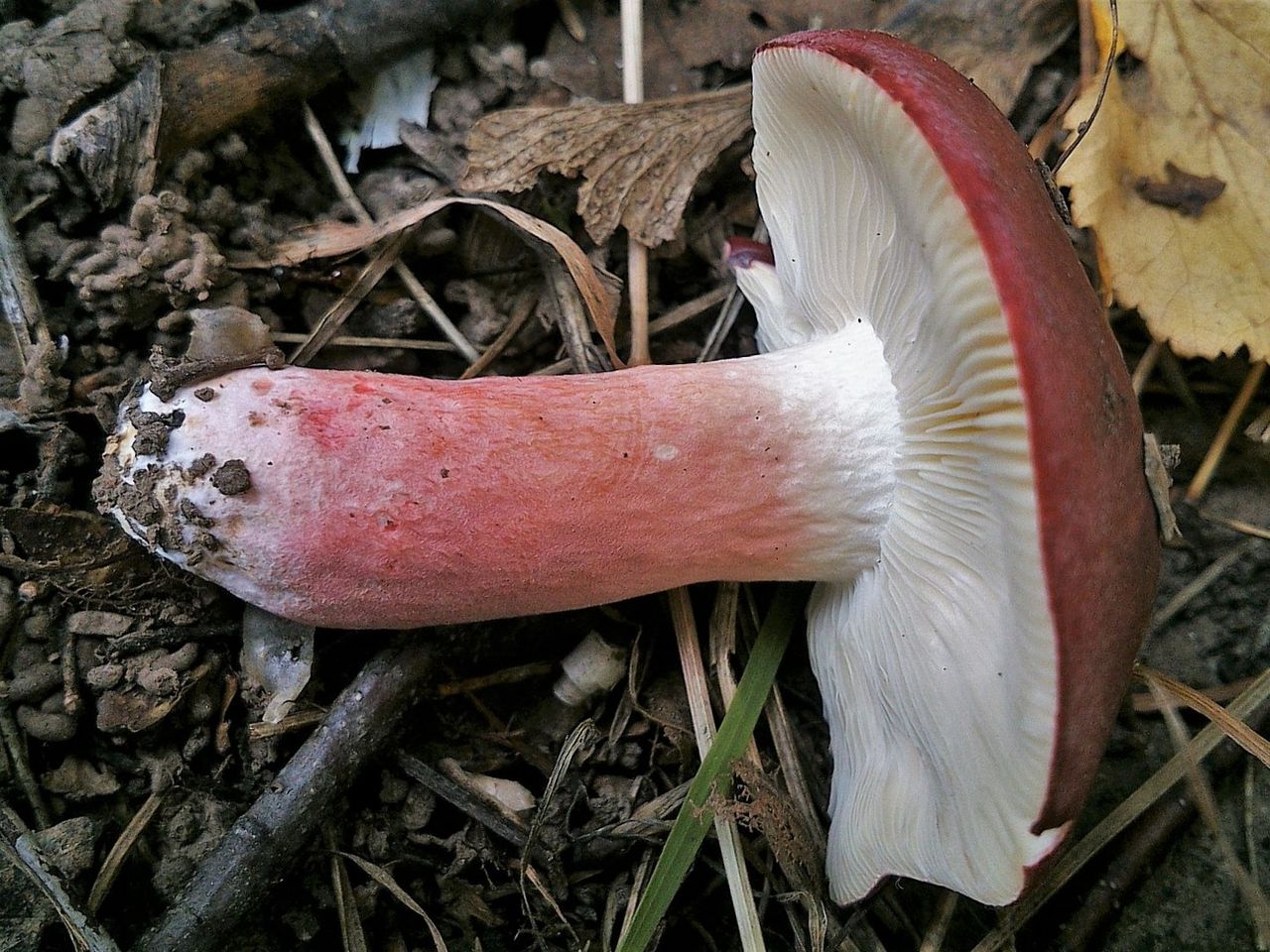 Сыроежка кроваво-красная (Russula sanguinea)