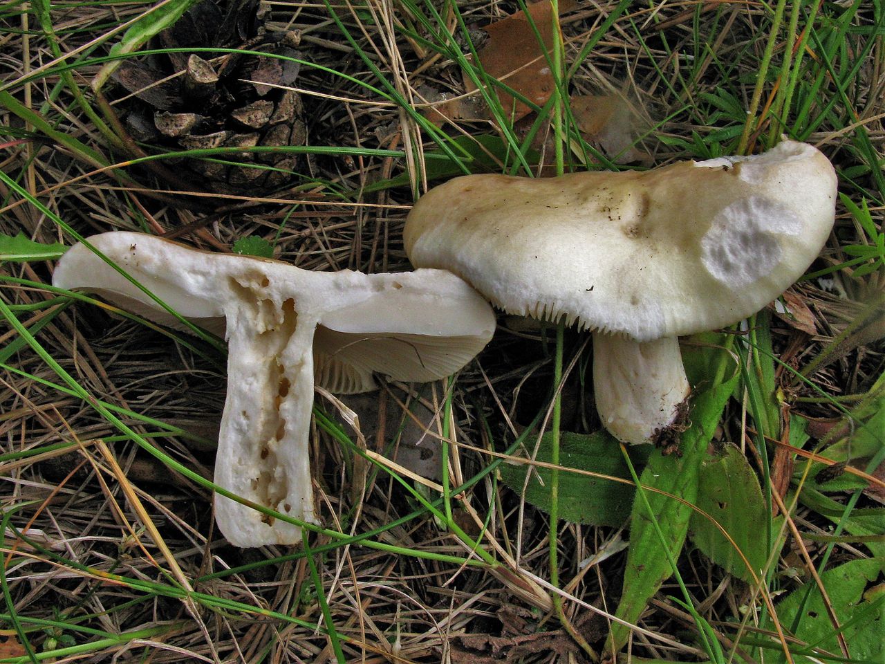 Сыроежка кроваво-красная (Russula sanguinea)