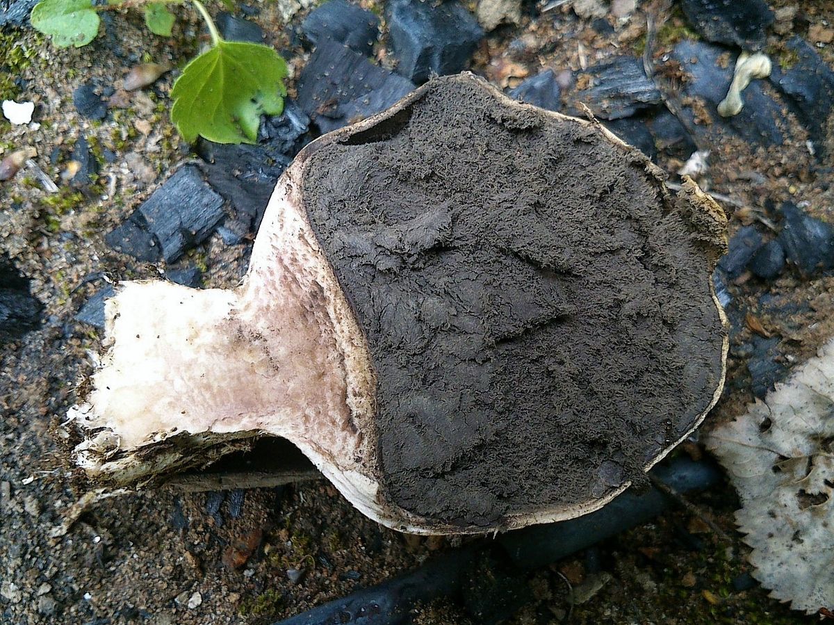 Ложнодождевик бородавчатый (Scleroderma verrucosum)