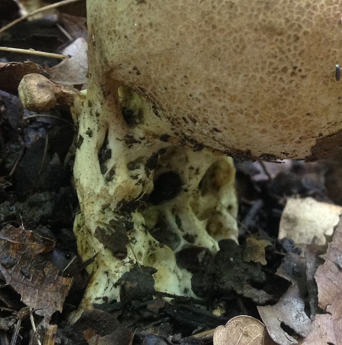 Ложнодождевик бородавчатый (Scleroderma verrucosum)