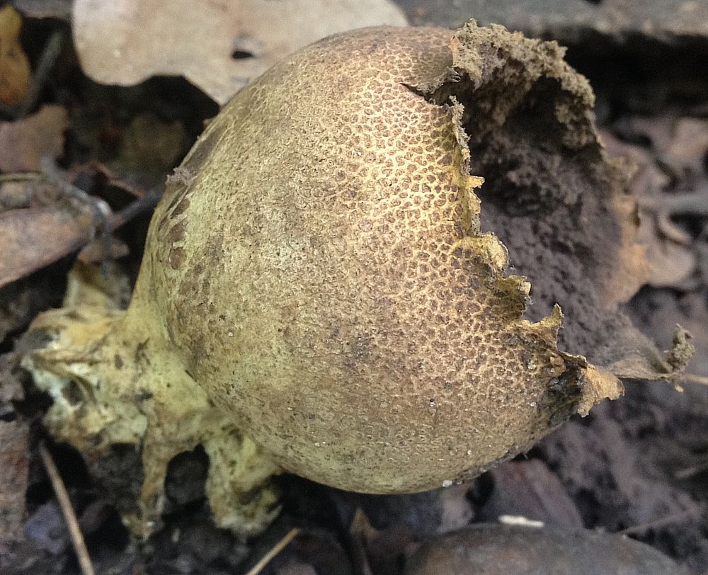 Ложнодождевик бородавчатый (Scleroderma verrucosum)