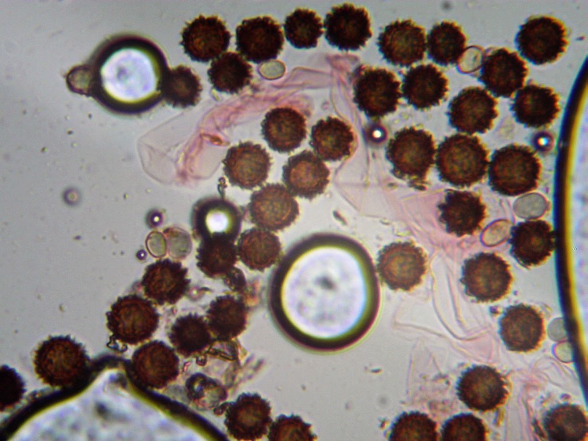 Ложнодождевик бородавчатый (Scleroderma verrucosum)