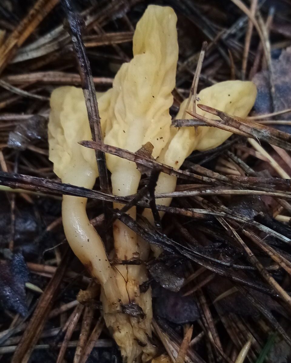 Спатулярия желтоватая (Spathularia flavida)