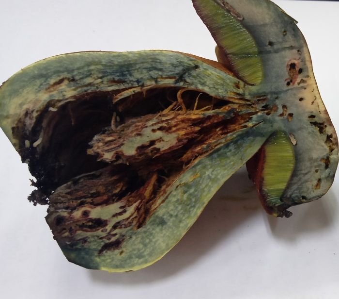 Дубовик обыкновенный (Suillellus luridus)