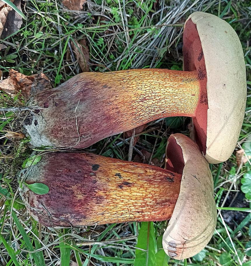 Дубовик обыкновенный (Suillellus luridus)