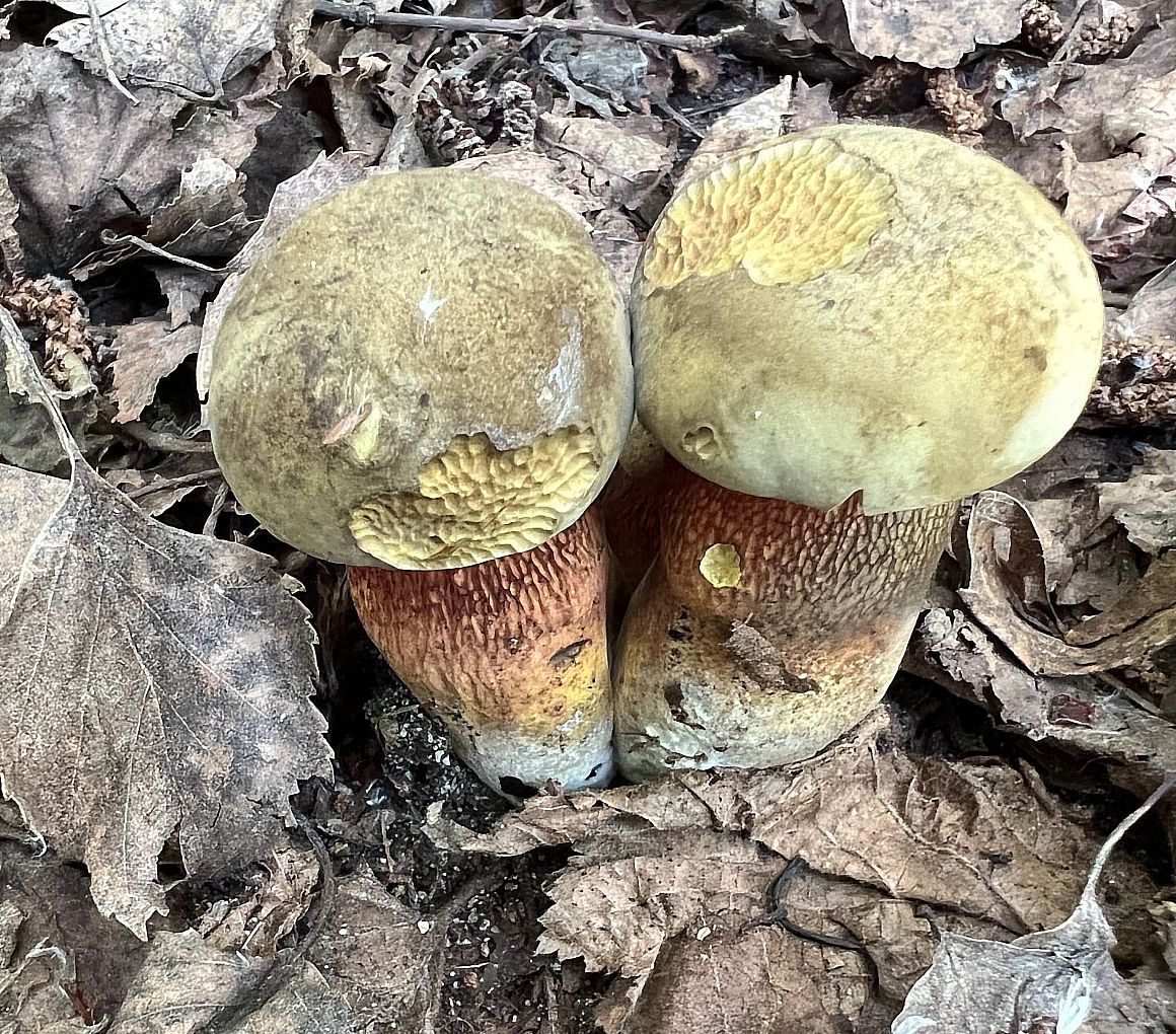 Дубовик обыкновенный (Suillellus luridus)