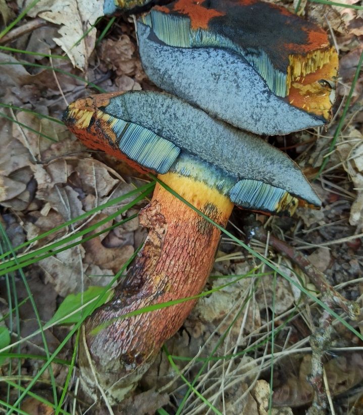 Дубовик обыкновенный (Suillellus luridus)