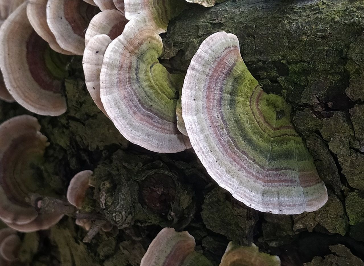 Траметес разноцветный (Trametes versicolor)