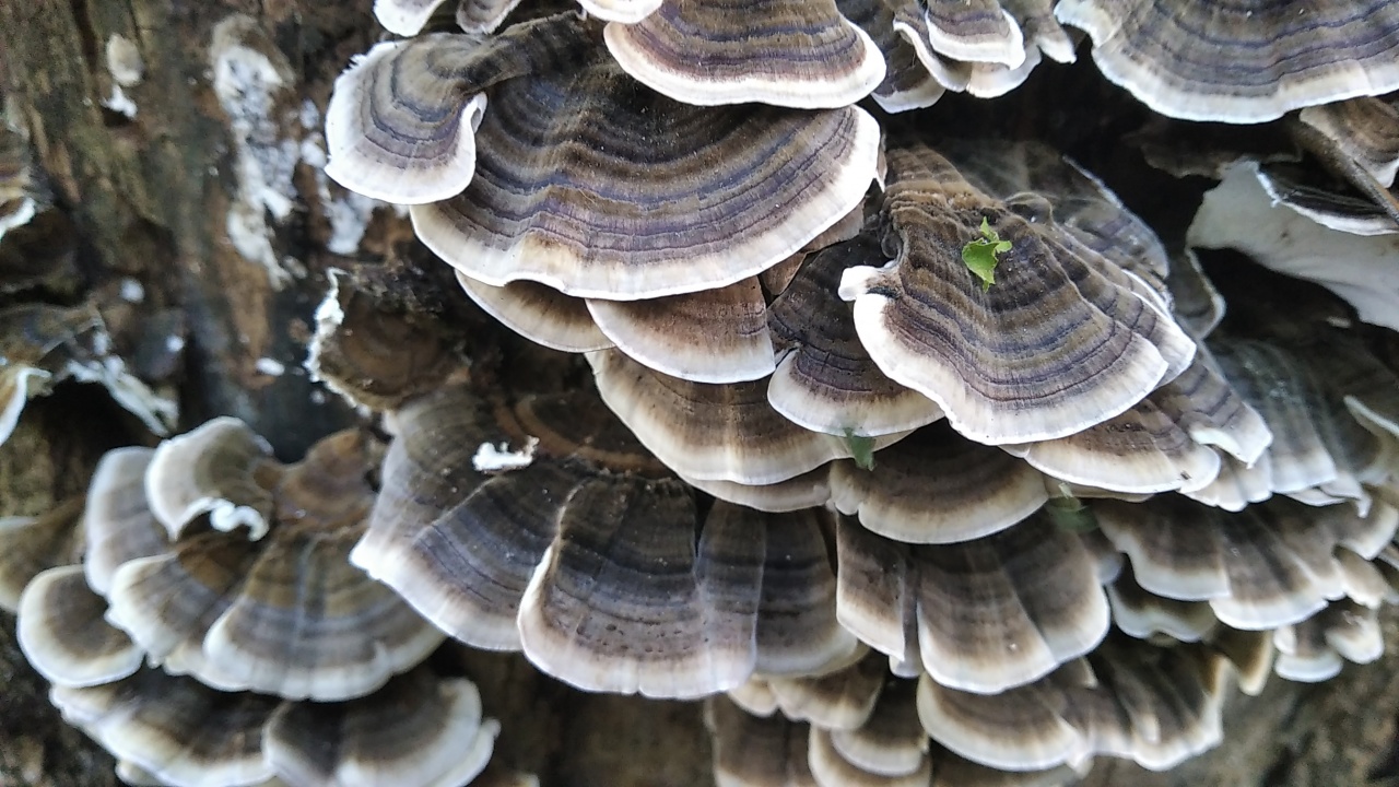 Траметес разноцветный (Trametes versicolor)