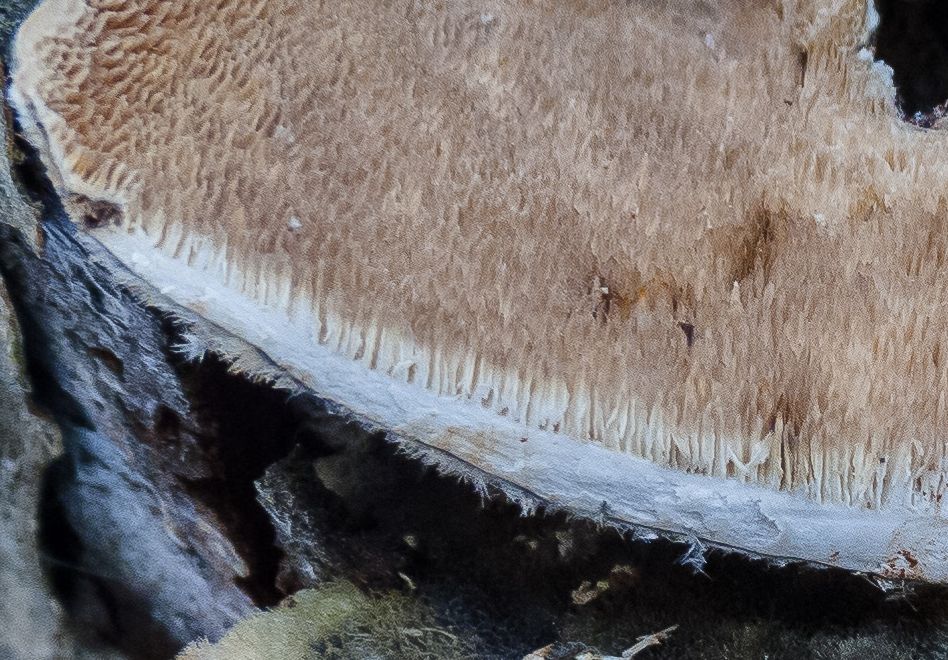 Траметес разноцветный (Trametes versicolor)