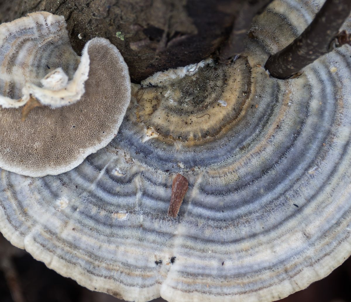 Траметес разноцветный (Trametes versicolor)