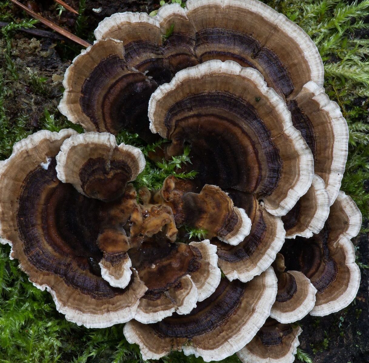 Траметес разноцветный (Trametes versicolor)