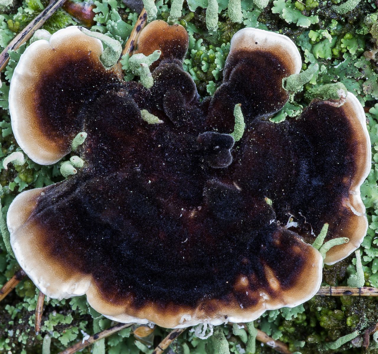 Траметес разноцветный (Trametes versicolor)