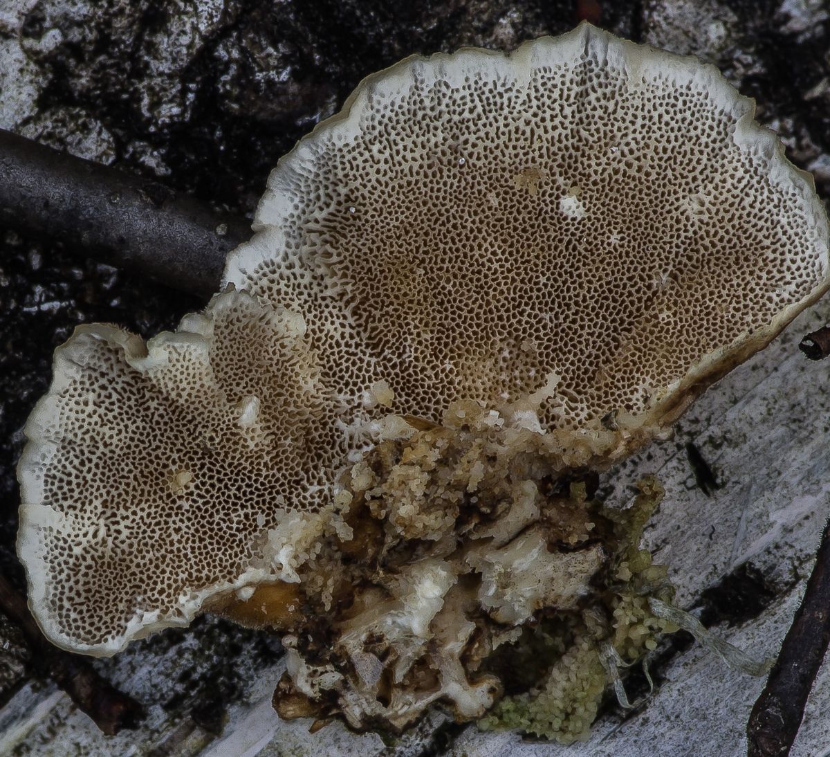 Траметес разноцветный (Trametes versicolor)