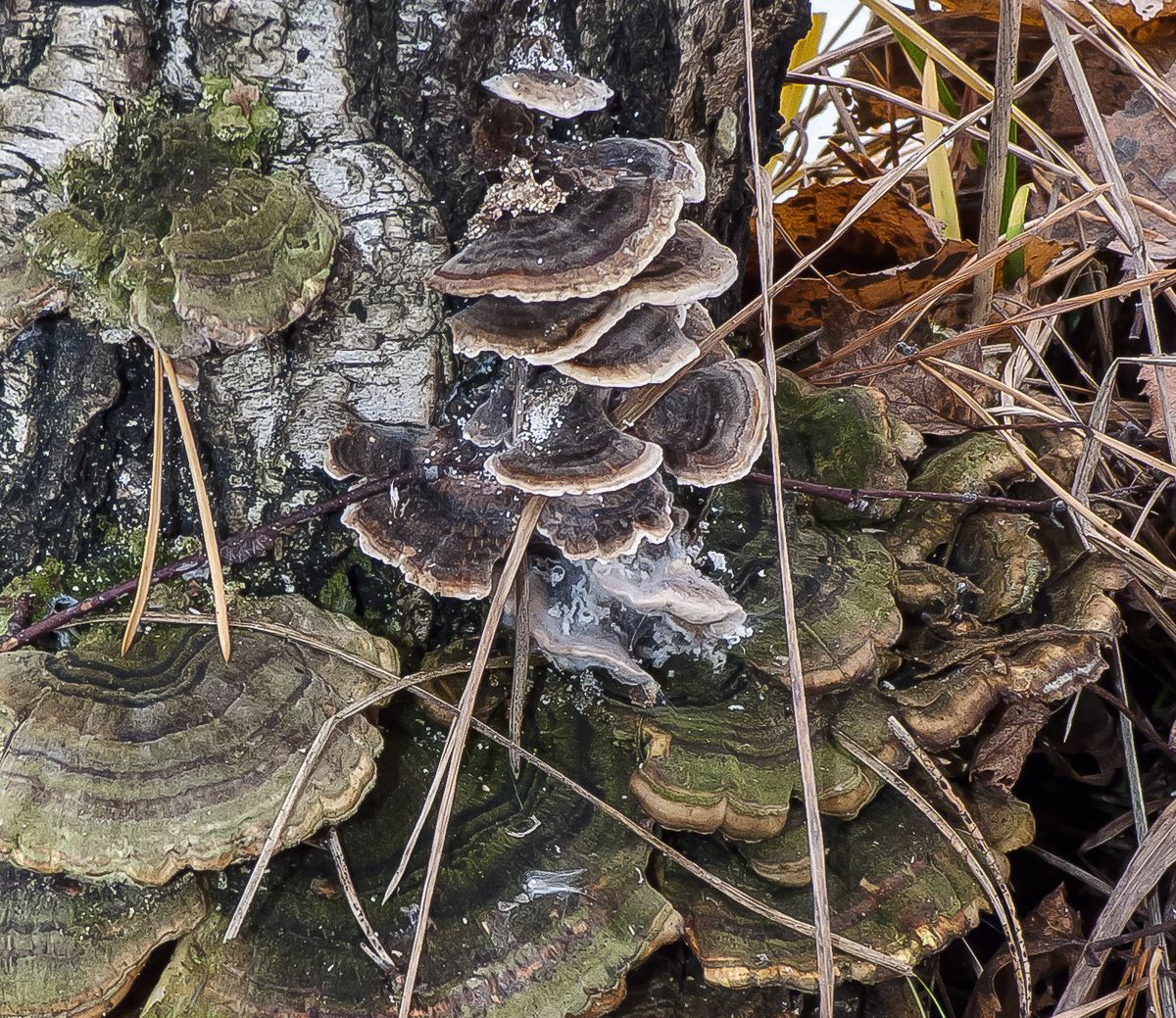 Траметес разноцветный (Trametes versicolor)