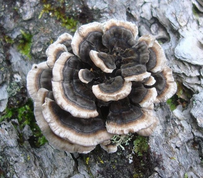 Траметес разноцветный (Trametes versicolor)