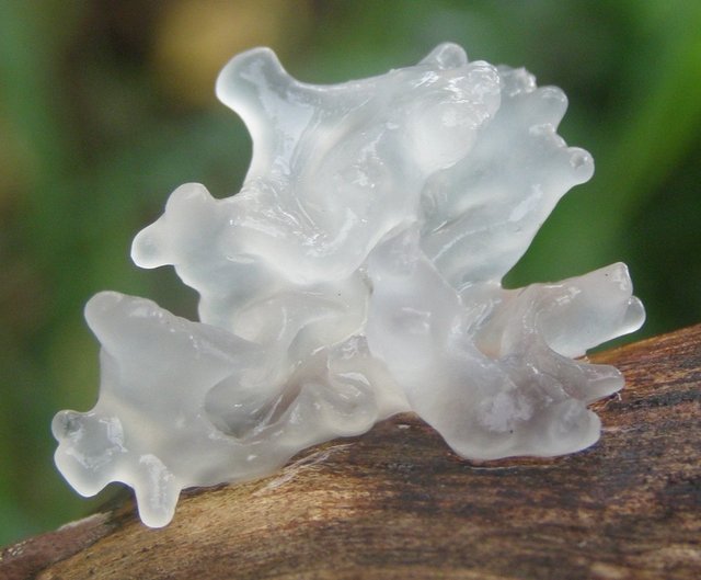 Гриб-медуза (Tremella fuciformis)