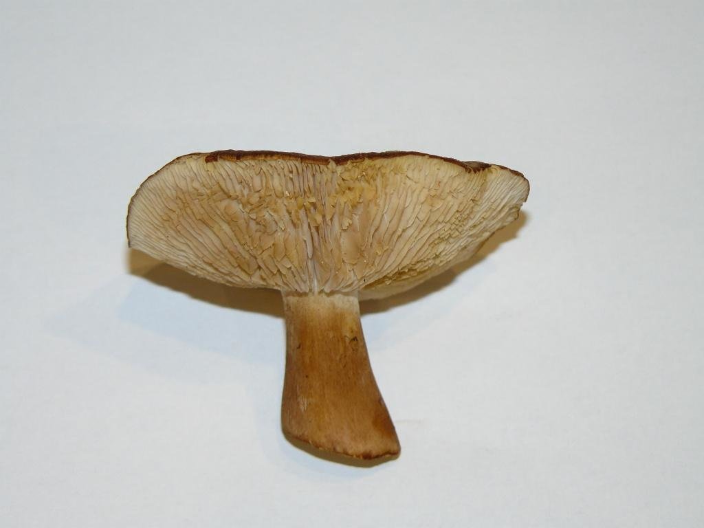Рядовка бело-коричневая Tricholoma albobrunneum