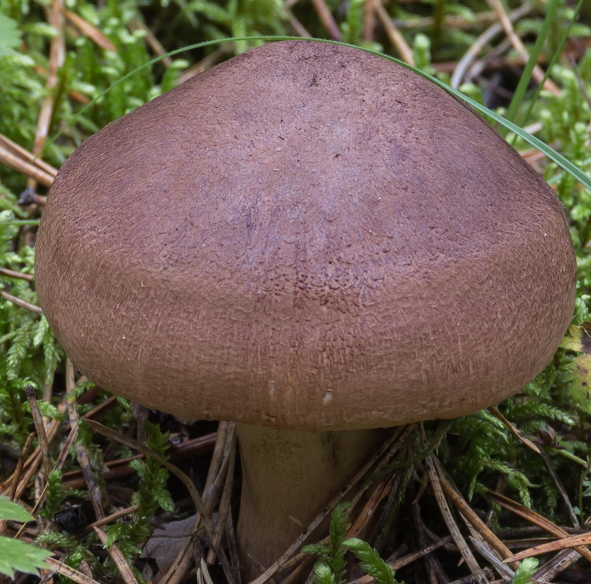 Рядовка чешуйчатая (Tricholoma imbricatum)