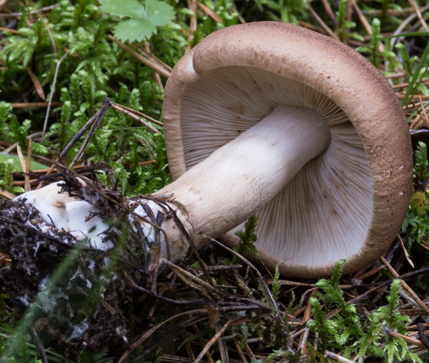 Рядовка чешуйчатая (Tricholoma imbricatum)