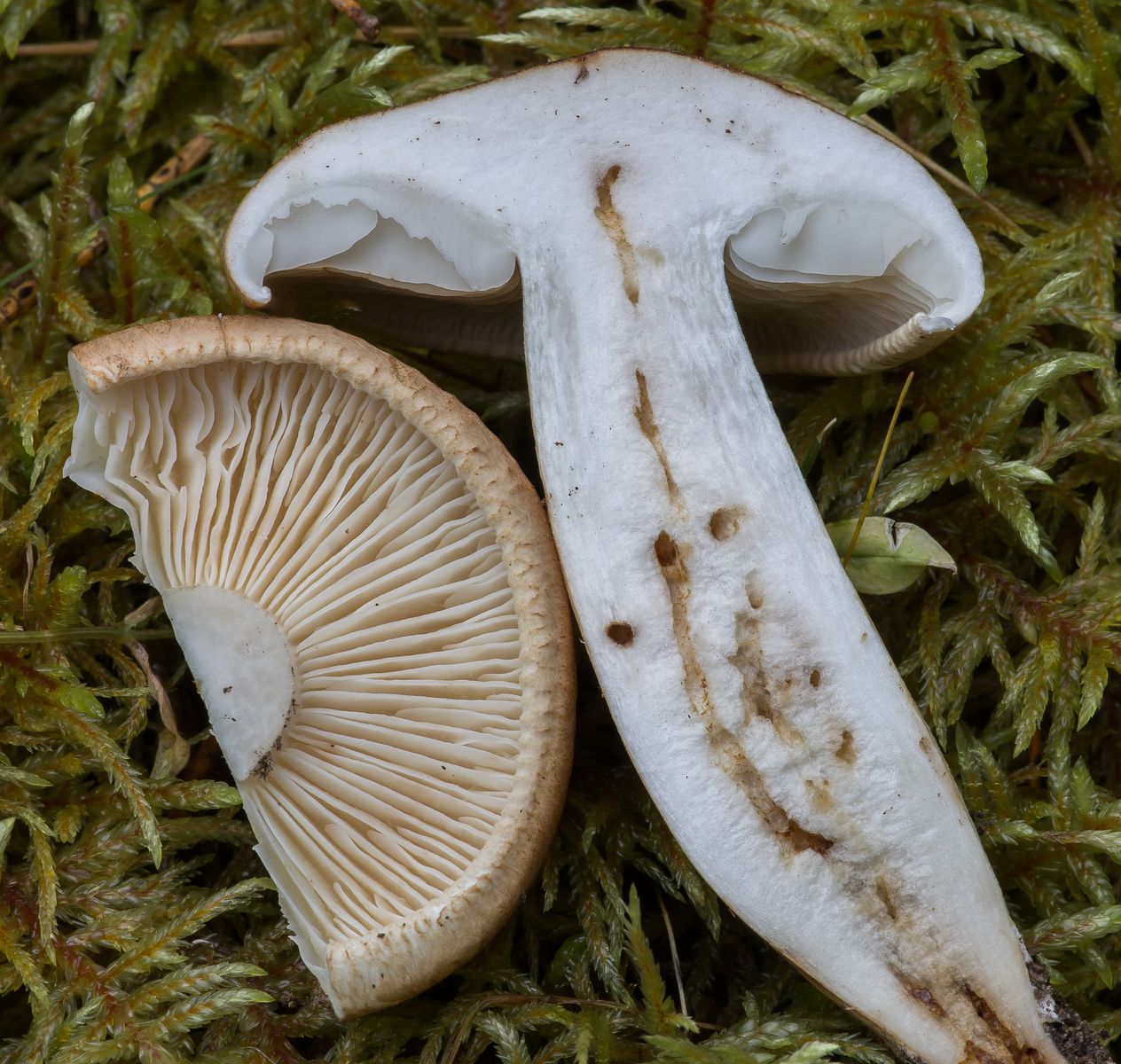 Рядовка чешуйчатая (Tricholoma imbricatum)