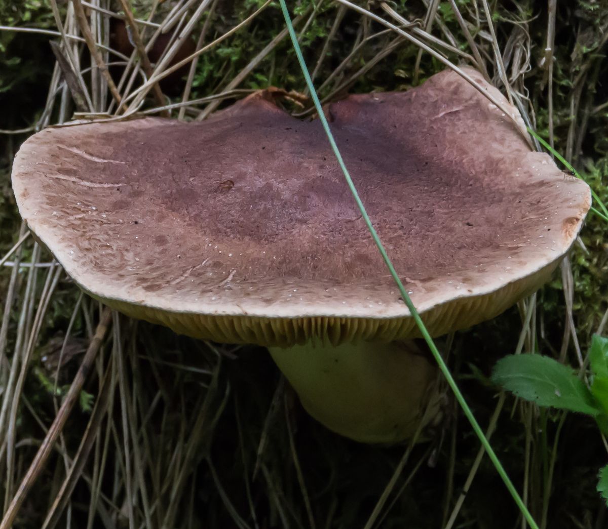 Рядовка чешуйчатая (Tricholoma imbricatum)